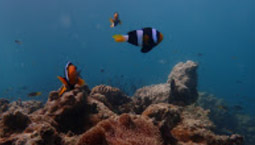 หมู่เกาะทางช้างเผือก Cockbern Island