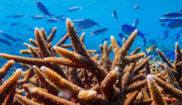 หมู่เกาะทางช้างเผือก Cockbern Island