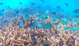 หมู่เกาะทางช้างเผือก Cockbern Island