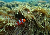 เกาะดอกไม้ ทะเลพม่า Flower Island