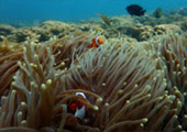 เกาะดอกไม้ ทะเลพม่า Flower Island