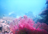 เกาะดอกไม้ ทะเลพม่า Flower Island