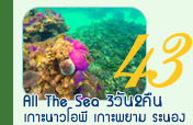 All The Sea 3วัน2คืนเกาะนาวโอพีเกาะพยามระนอง