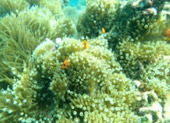 2 Days 1 Night 4 dives Top Sites
